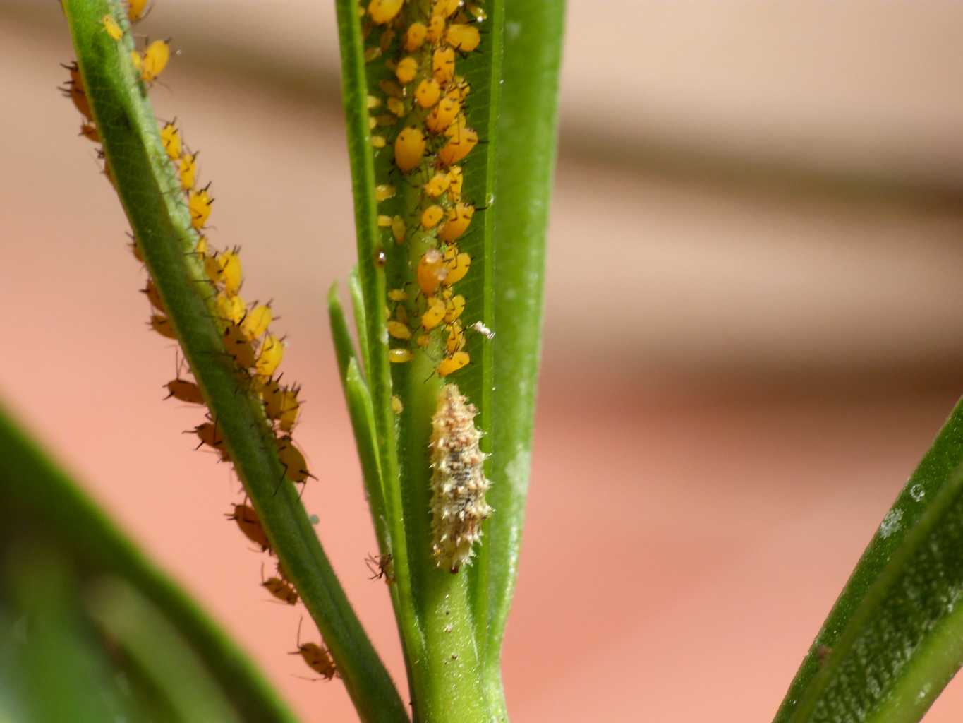 Larve di Syrphidae distruttrici di Aphis nerii